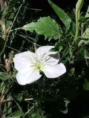 Oenothera centaurifolia