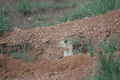 Cynomys gunnisoni