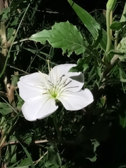 Oenothera centaurifolia