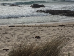 Thinornis cucullatus