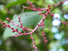 Charpentiera obovata