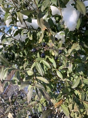 Prunus spinosa
