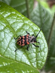 Gounellea capucina