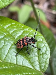 Gounellea capucina