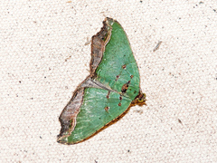 Oligopleura malachitaria
