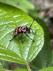 Gounellea capucina