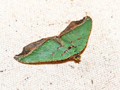 Oligopleura malachitaria
