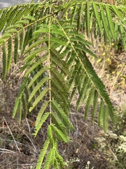 Albizia julibrissin