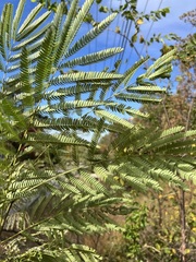 Albizia julibrissin