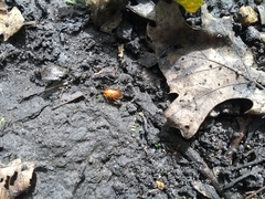 Amphasia interstitialis