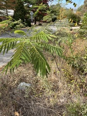 Albizia julibrissin