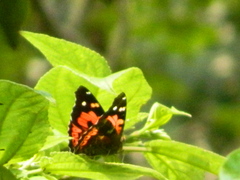 Vanessa tameamea