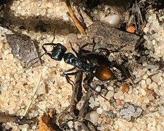 Myrmecia mandibularis