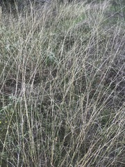 Bothriochloa ischaemum