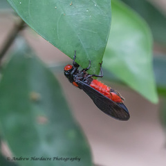 Huechys sanguinea