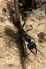 Myrmecia mandibularis