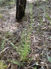 Lindsaea microphylla