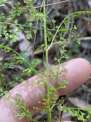 Lindsaea microphylla