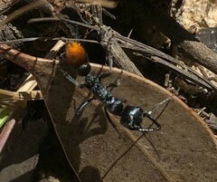 Myrmecia mandibularis