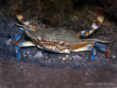 Callinectes ornatus