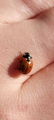 Coccinella septempunctata
