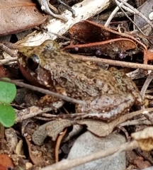 Eleutherodactylus rogersi