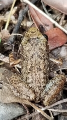 Eleutherodactylus rogersi