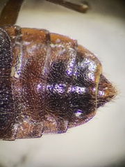 Anthophagini