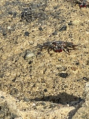 Grapsus adscensionis