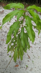 Mangifera indica
