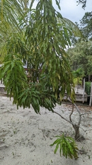 Mangifera indica