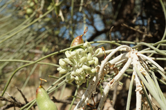 Hakea lorea