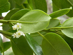Ilex anomala