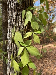Parthenocissus quinquefolia