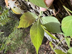 Parthenocissus quinquefolia