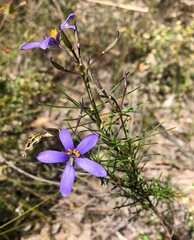 Cheiranthera alternifolia