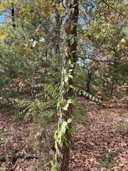 Parthenocissus quinquefolia