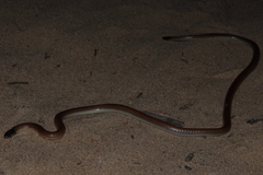 Apostolepis dimidiata