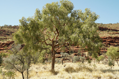 Corymbia