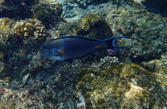 Acanthurus sohal
