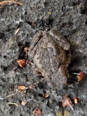 Incilius occidentalis