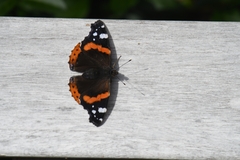 Vanessa atalanta