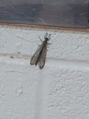 Brachynemurus