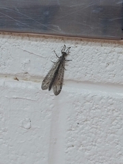 Brachynemurus