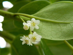 Ilex anomala