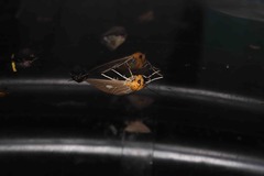 Asota plaginota