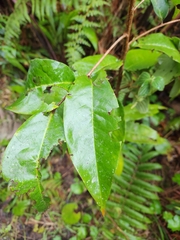 Ficus americana
