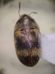 Litargus balteatus