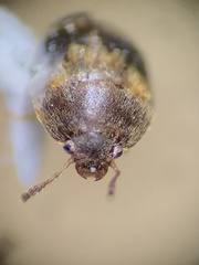 Litargus balteatus
