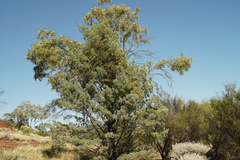 Callitris glaucophylla